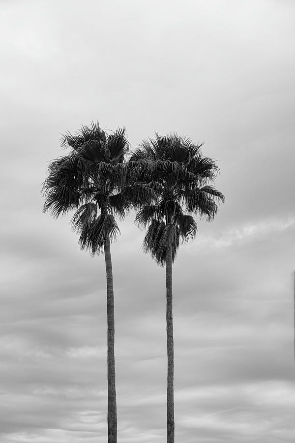 Gray Sky Palms Photograph by Robert Wilder Jr