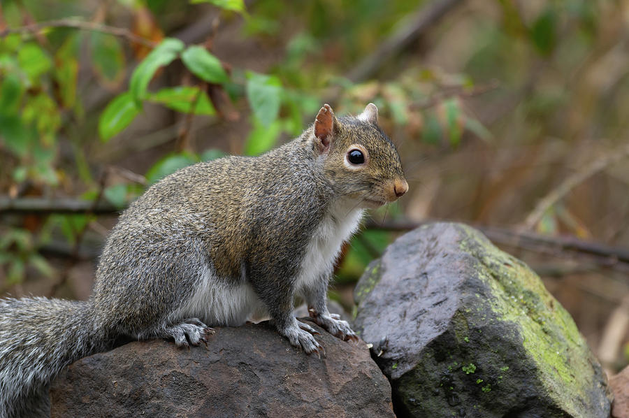 Gray Squirrel - 1659 Photograph by Jerry Owens