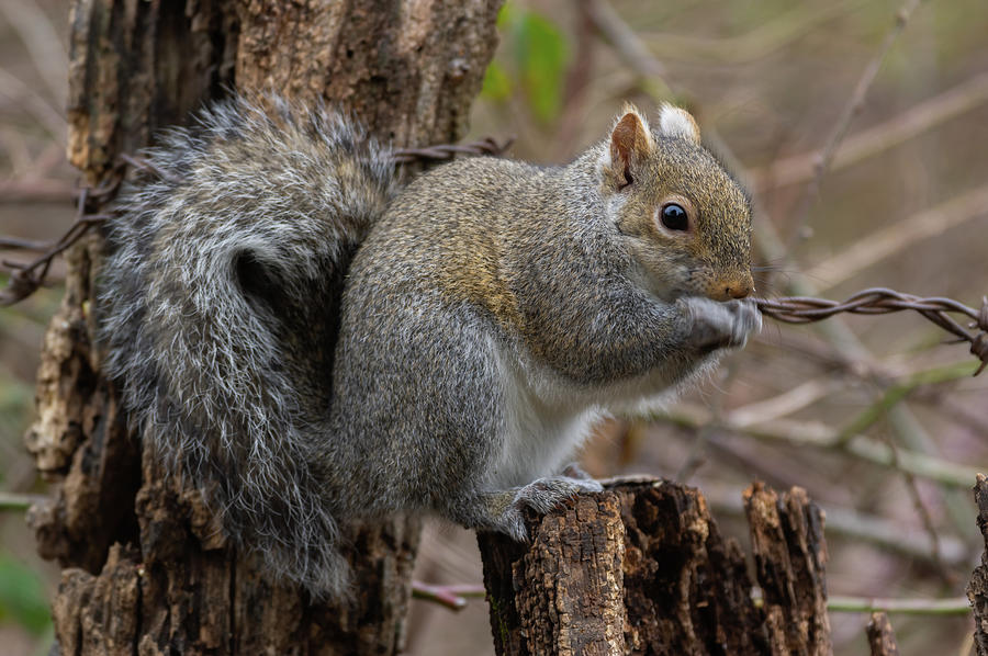 Gray Squirrel - 2119 Photograph by Jerry Owens