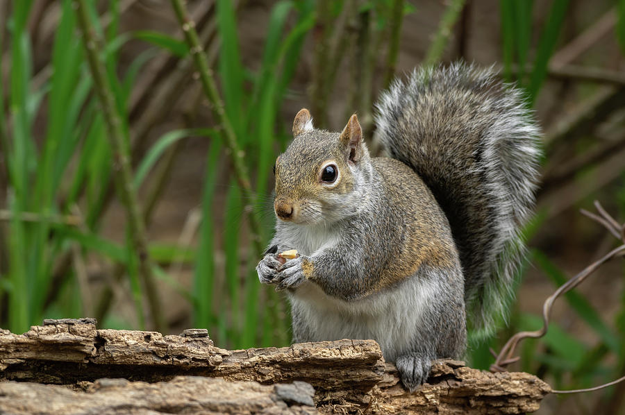 Gray Squirrel - 4391 Photograph by Jerry Owens
