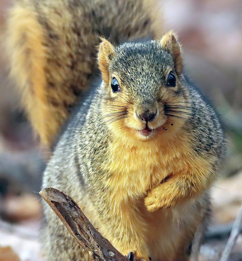 Fox Squirrel 596, Fishers, Indiana Photograph by Steve Gass - Fine Art ...