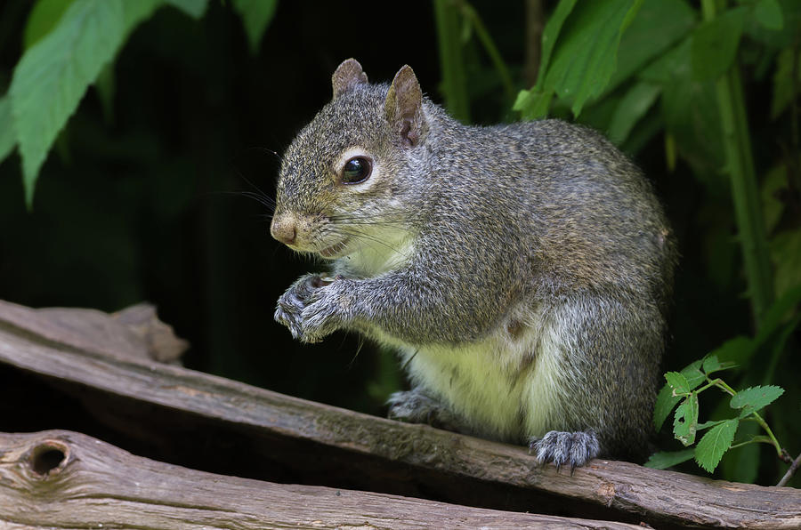 Gray Squirrel - 6093 Photograph by Jerry Owens