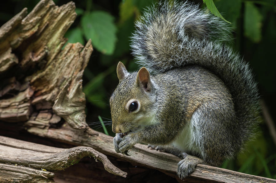 Gray Squirrel - 6370 Photograph by Jerry Owens