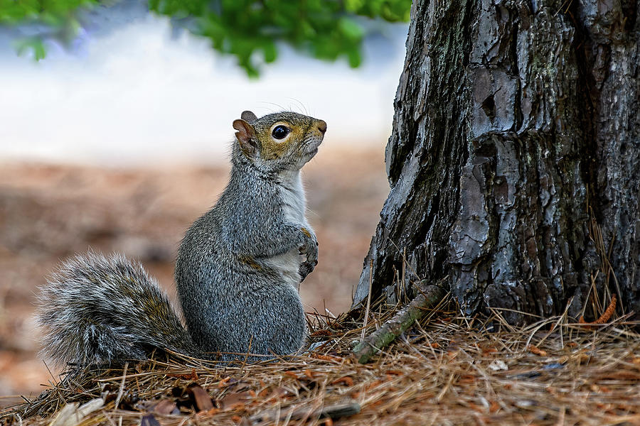 Gray Squirrel Contemplation Photograph by Fon Denton