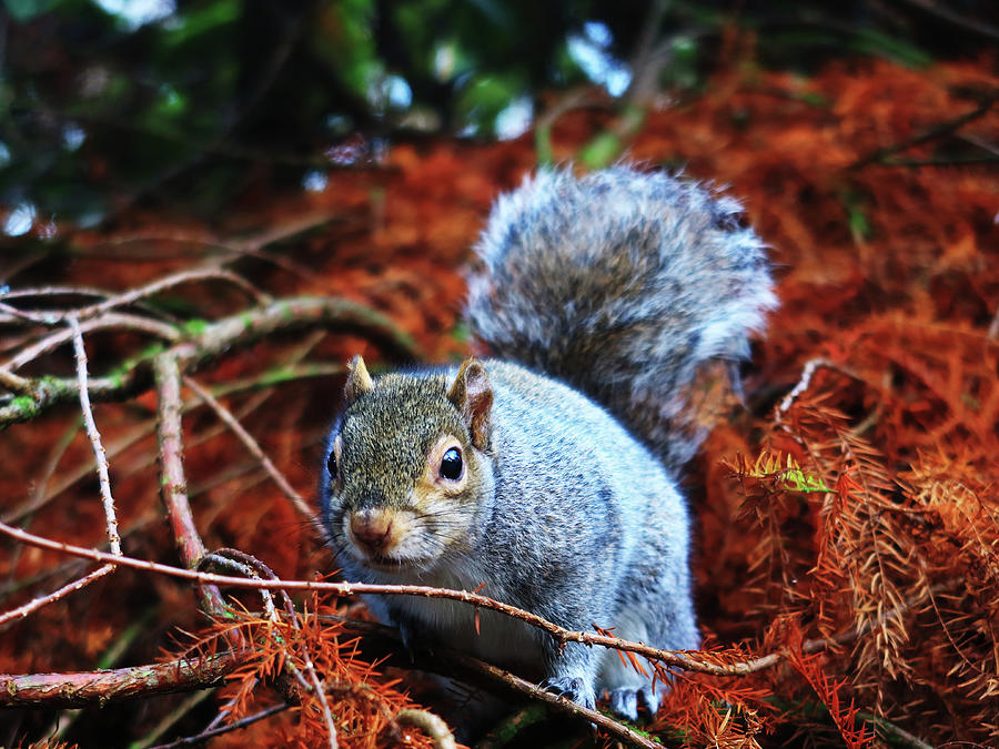Gray Squirrel Feeling Watched Photograph by Kathrin Poersch