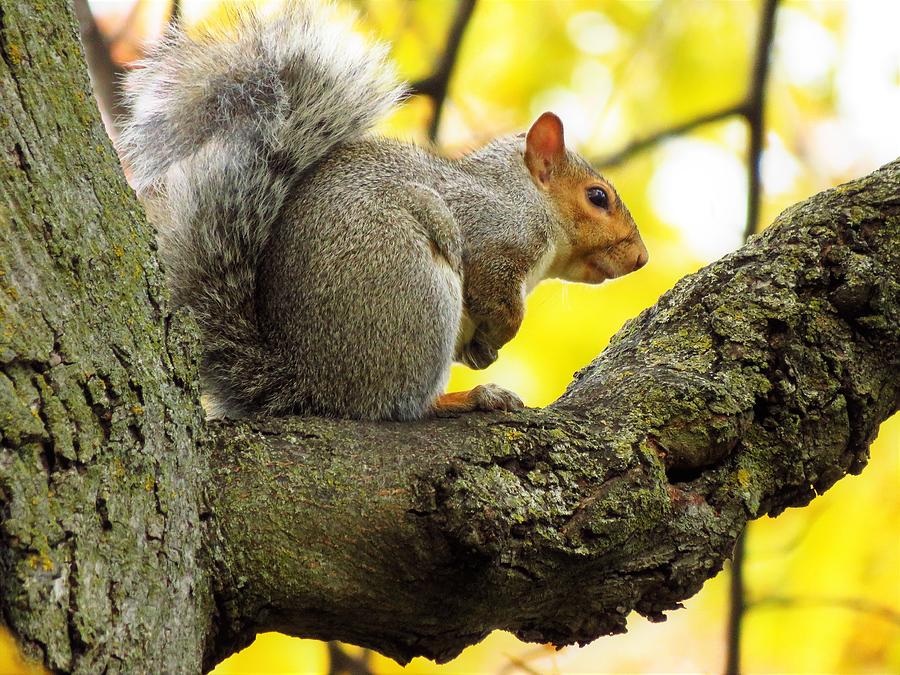 Gray Squirrel in Autumn  Photograph by Lori Frisch