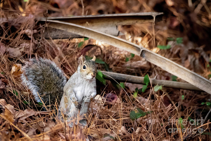 Gray Squirrel In Forest Photograph