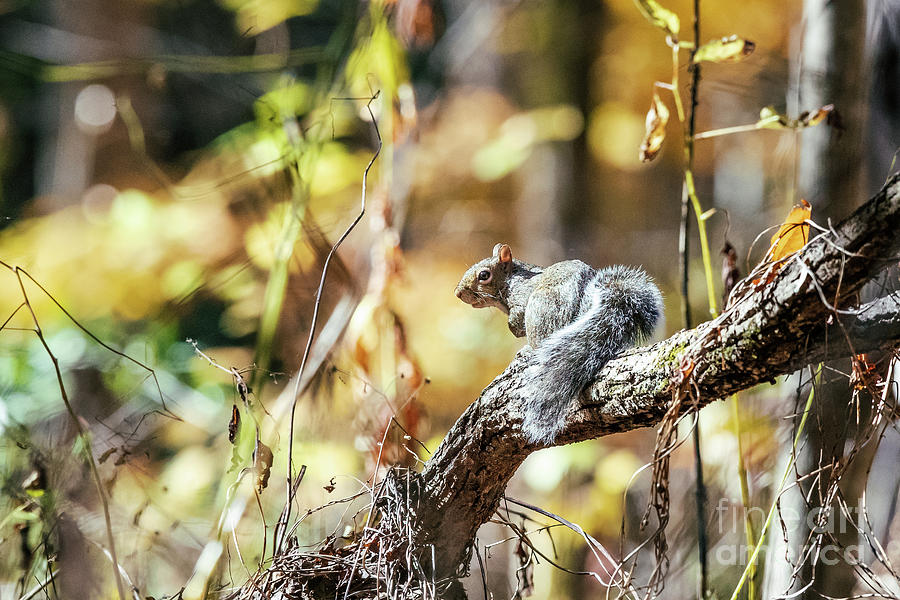 Nature Photograph - Gray Squirrel in the Fall Woods by Scott Pellegrin