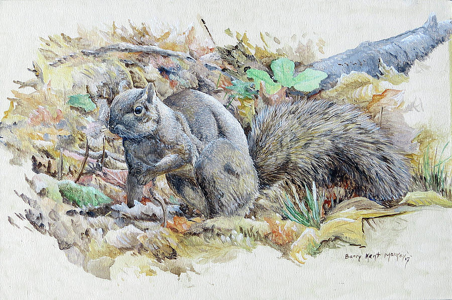 Gray Squirrel sketch Painting by Barry Kent MacKay
