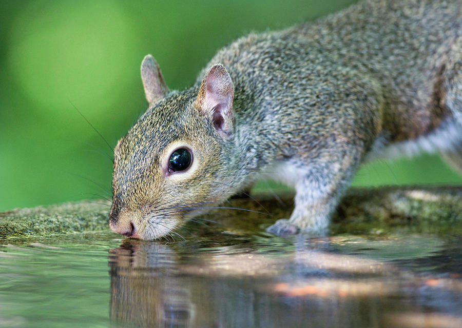 Gray Squirrel Taking a Drink Photograph by Gerald DeBoer