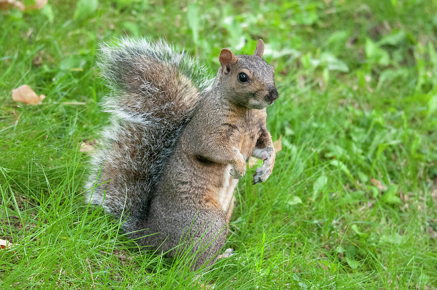Gray Squirrel with Brown Chest Photograph by Lieve Snellings - Fine Art ...