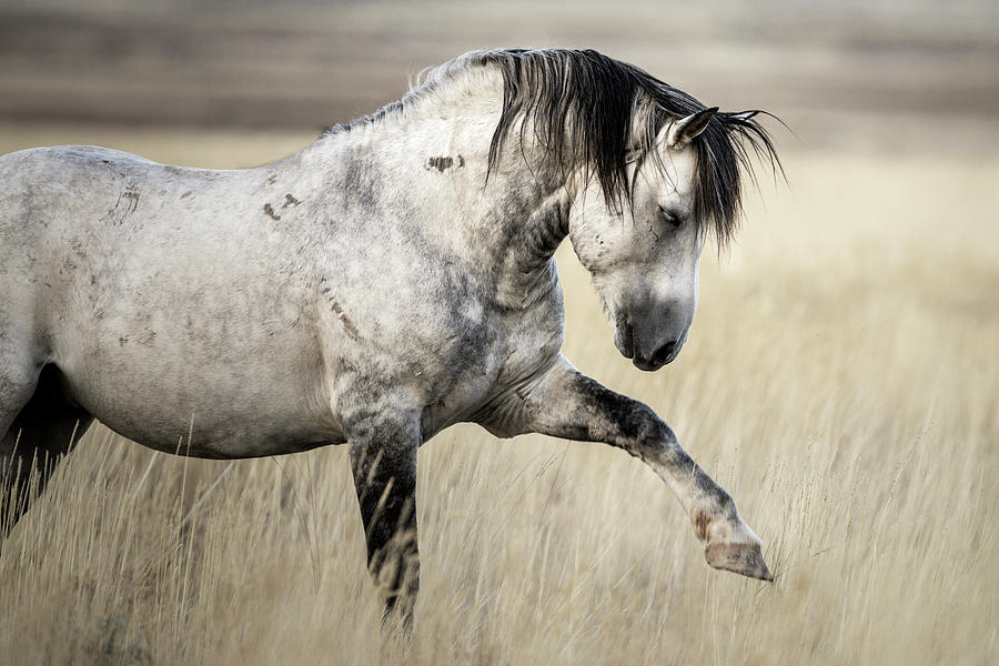 Gray Stallion Photograph by Jen Britton