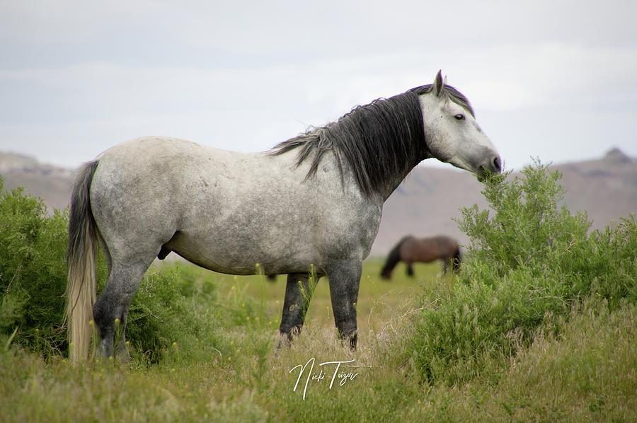 Mustang Photograph - Gray Stallion by Nicki Toizer