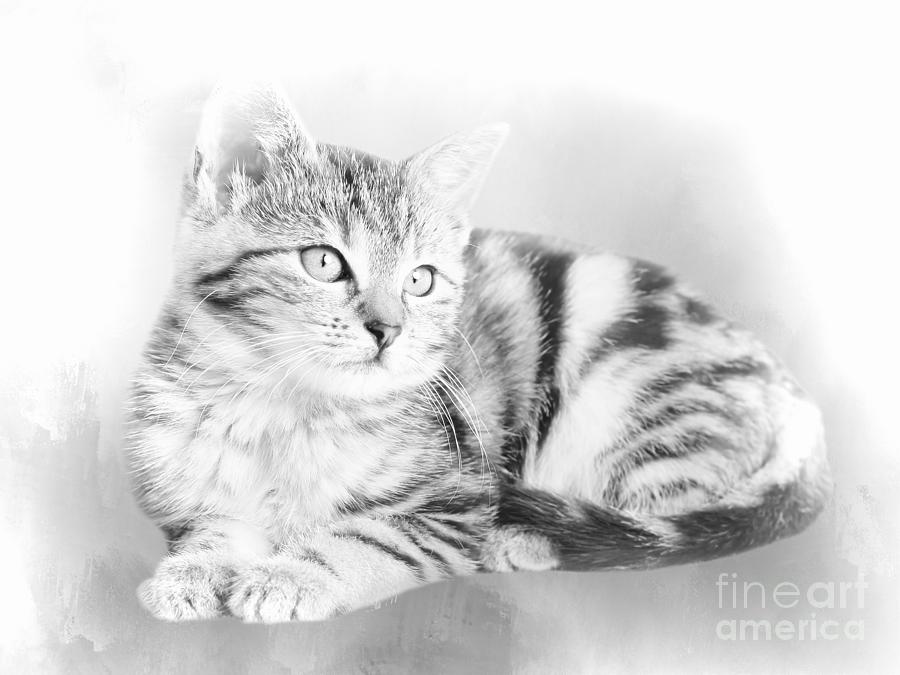 Black And White Photograph - Gray Tabby Kitten BW by Elisabeth Lucas