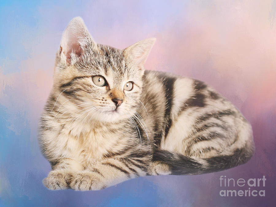 Cat Photograph - Gray Tabby Kitten by Elisabeth Lucas