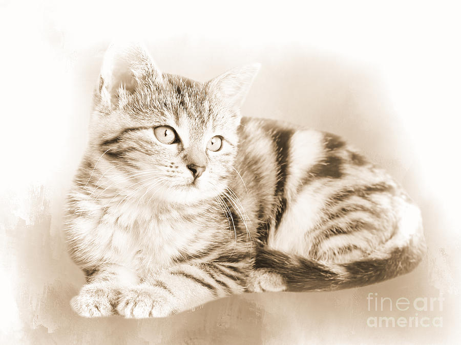 Cat Photograph - Gray Tabby Kitten Sepia by Elisabeth Lucas