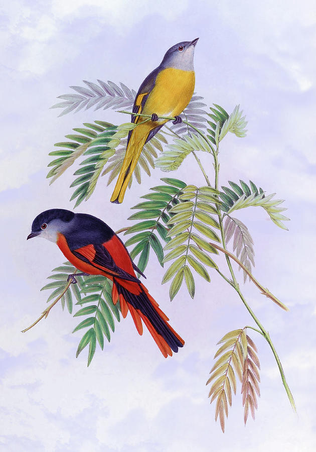 Gray Throated Pericrocotus, Pericrocotus Griseogularia Gould, Bird Print, Birds Of Asia Print Painting