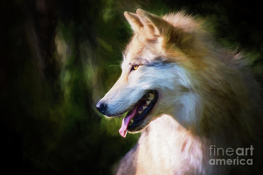Gray Timber Wolf Painted Portrait Photograph by Sharon McConnell