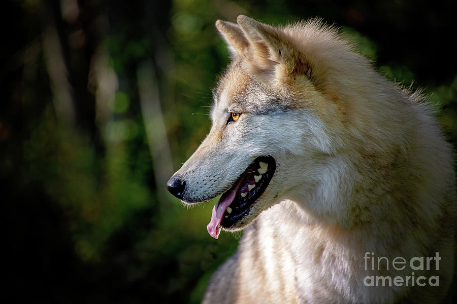 Gray Timber Wolf Profile Portrait Photograph by Sharon McConnell