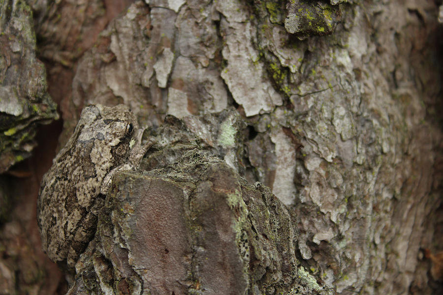 Gray Tree Frog Hyla chrysoscelis on pine tree in Eastern Texas ...