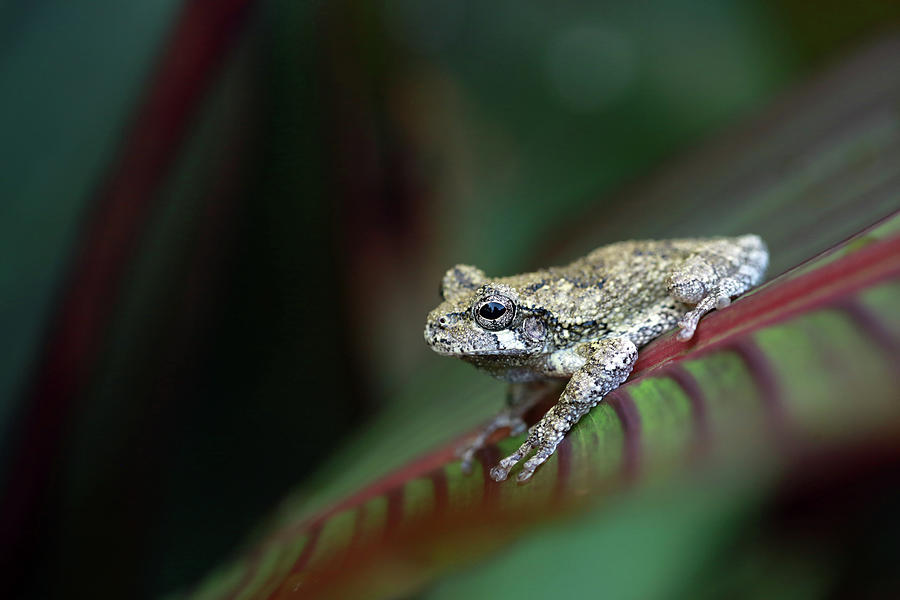 Gray Tree Frog Photograph by Stamp City