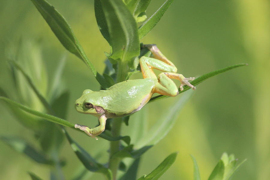 Gray Tree Frog Photograph - Gray Tree Frog Stretching by Callen Harty Gray Tree Frog Photograph - Gray Tree Frog Stretching by Callen Harty
