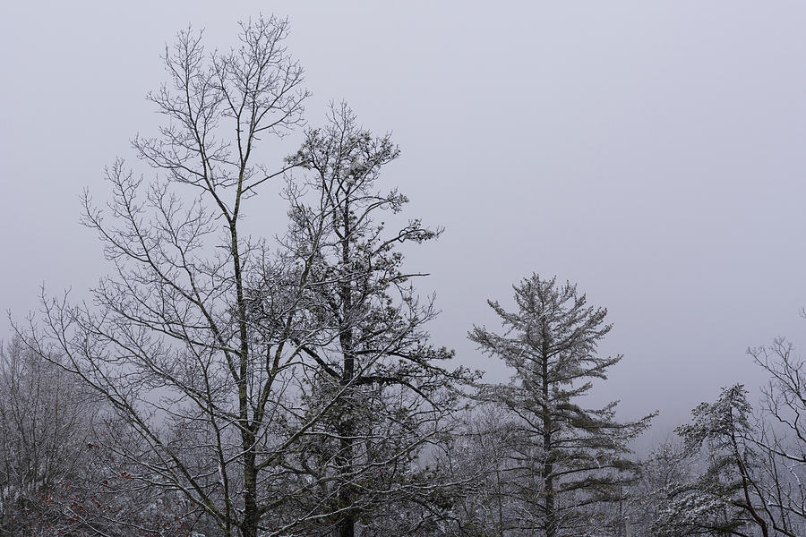Gray Trees   Photograph by Liz Albro