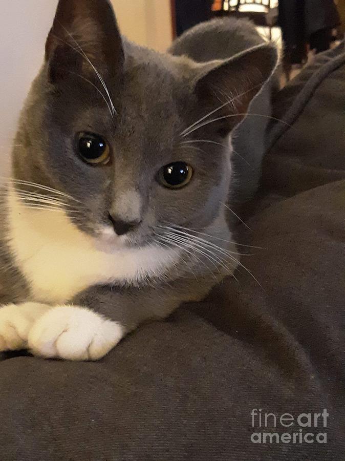 Gray Tuxedo Kitten Photograph