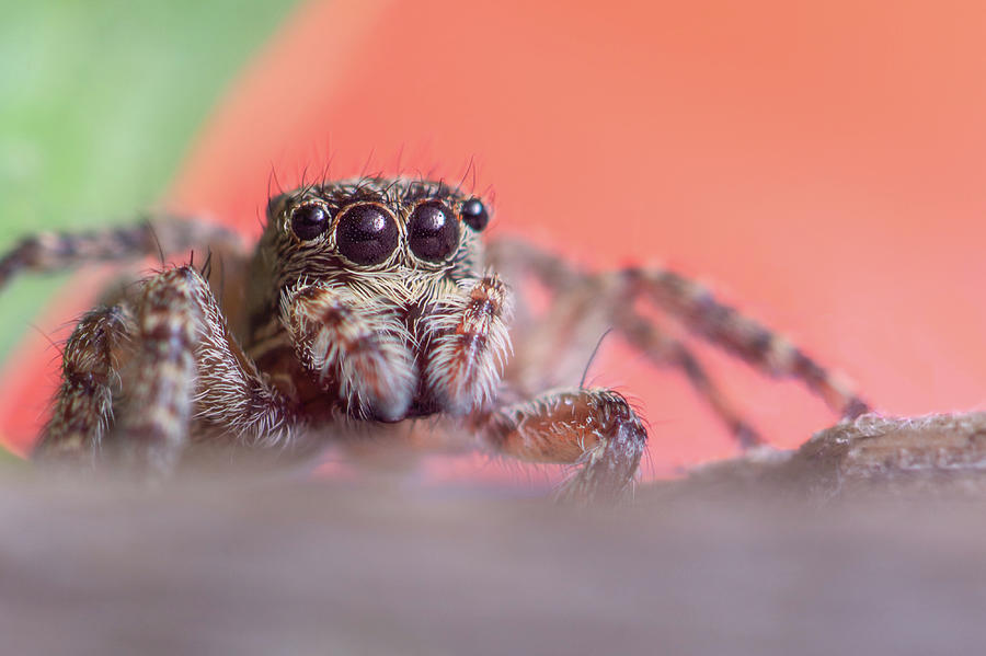 Gray wall jumping spider, Menemerus bivittatus spider Photograph by ...