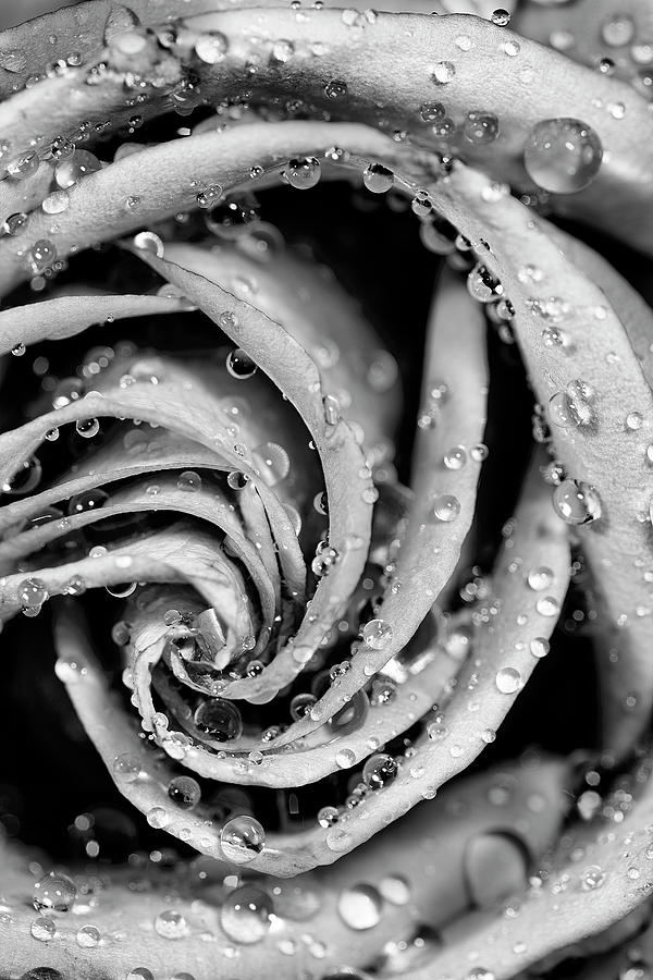 Nature Photograph - Gray Wet Rose by Jon Glaser