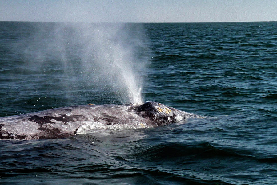 Gray Whale 4B Photograph by Sally Fuller