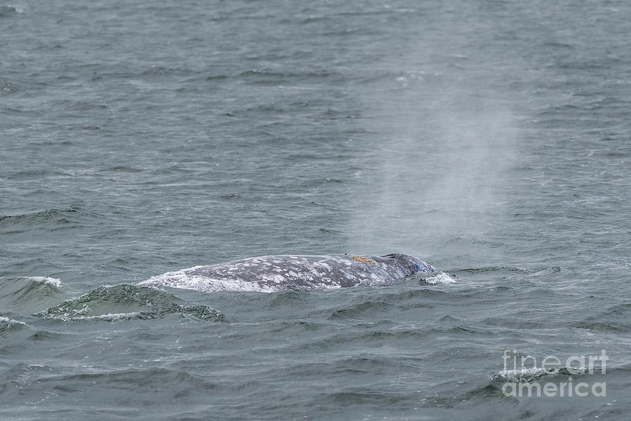 Spring Photograph - Gray Whale Blow Hole by Nancy Gleason