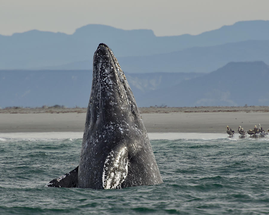 Gray whale breach Photograph by Myer Bornstein - Photo Bee 1