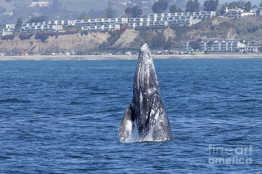 Gray Whale Breaching Photograph by Loriannah Hespe