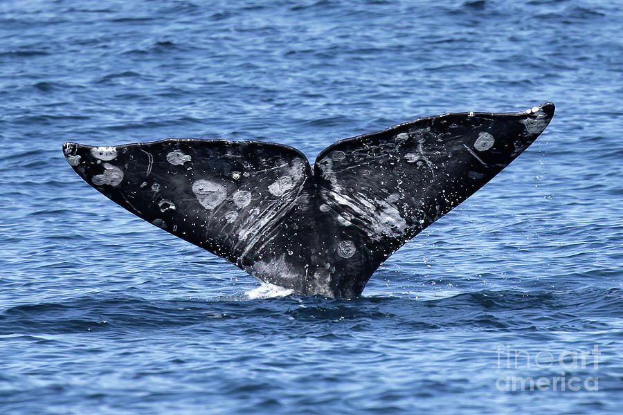 Gray Whale Fluke Photograph by Loriannah Hespe