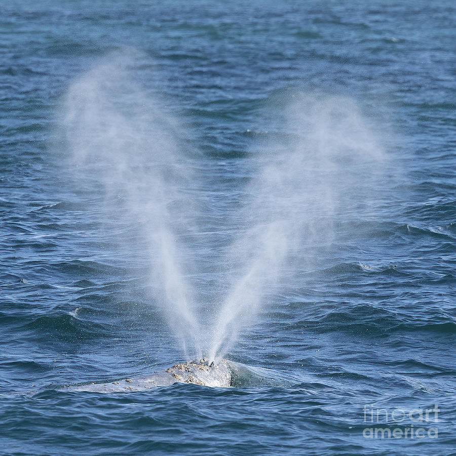 Gray Whale Heart-Shaped Spout Photograph by Loriannah Hespe