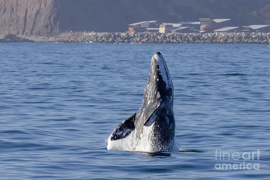 Gray Whale Photograph by Loriannah Hespe