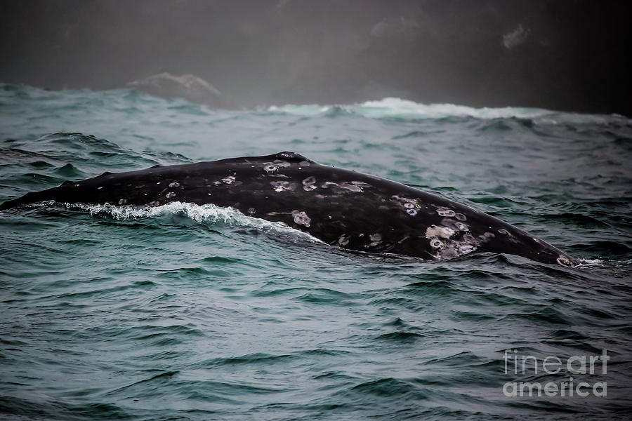 Gray Whale On Oregons Central Coast Photograph by Suzanne Luft