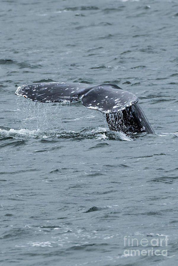 Gray Whale Tail #2 Photograph by Nancy Gleason