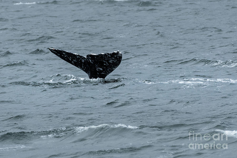 Spring Photograph - Gray Whale Tail #3 by Nancy Gleason