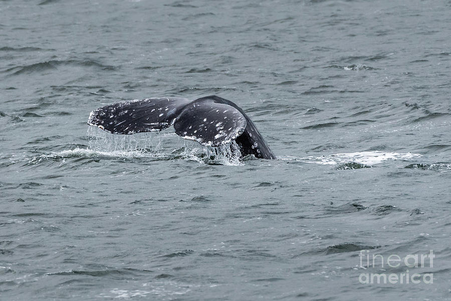 Spring Photograph - Gray Whale Tail by Nancy Gleason