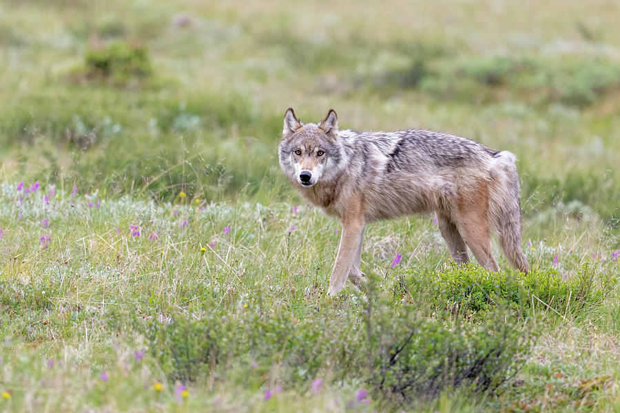 Gray Wolf - 2023010703 Photograph by Mike Timmons - Fine Art America