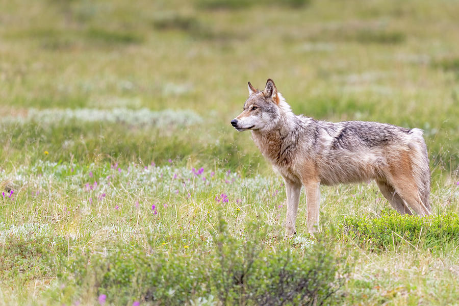 Gray Wolf - 2023010704 Photograph by Mike Timmons - Fine Art America