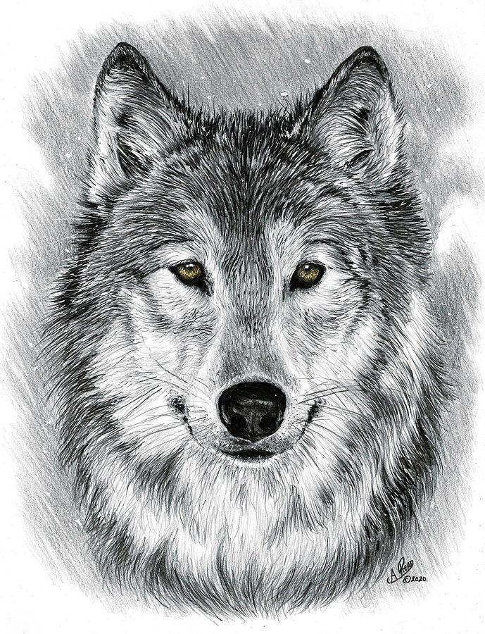 white wolf drawing