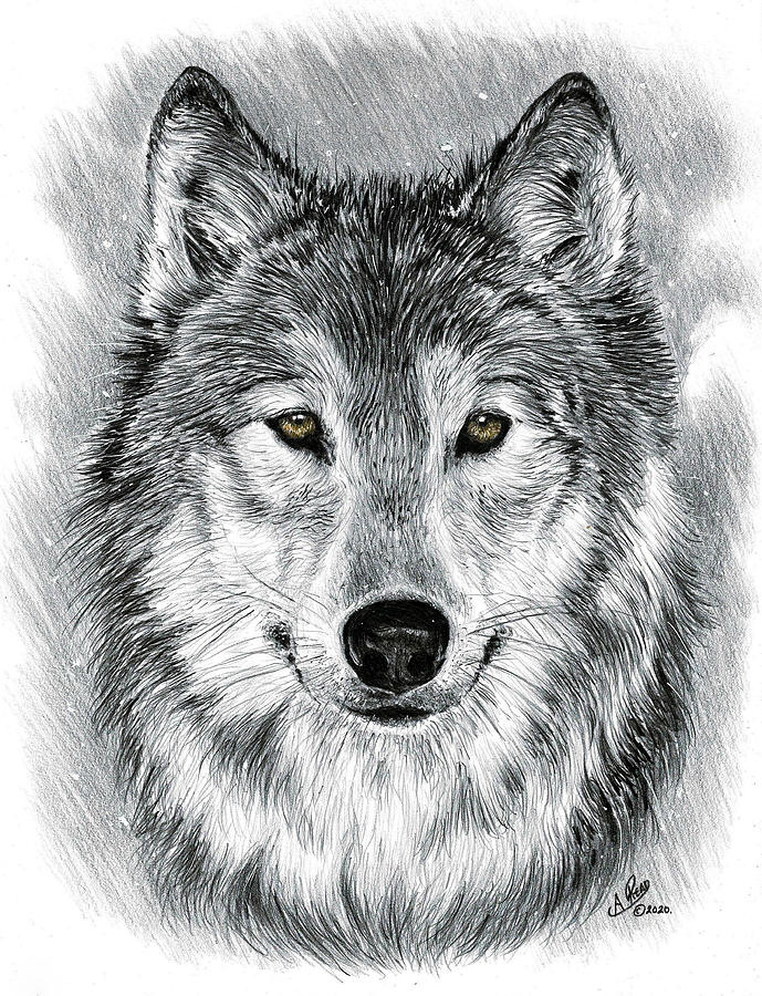 How To Draw A Gray Wolf: A Comprehensive Guide For Aspiring Artists