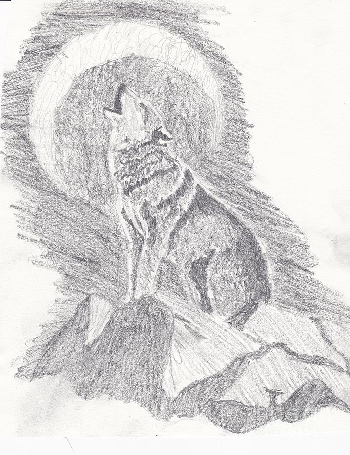 Gray Wolf Drawing by Anna Exley - Fine Art America