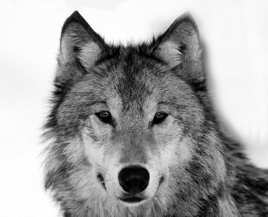 Gray Wolf Black And White Photograph by Sandi OReilly
