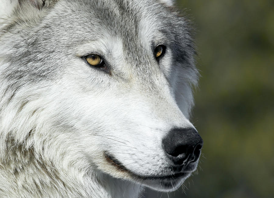 Gray Wolf Extremely Close Photograph by Athena Mckinzie - Fine Art America