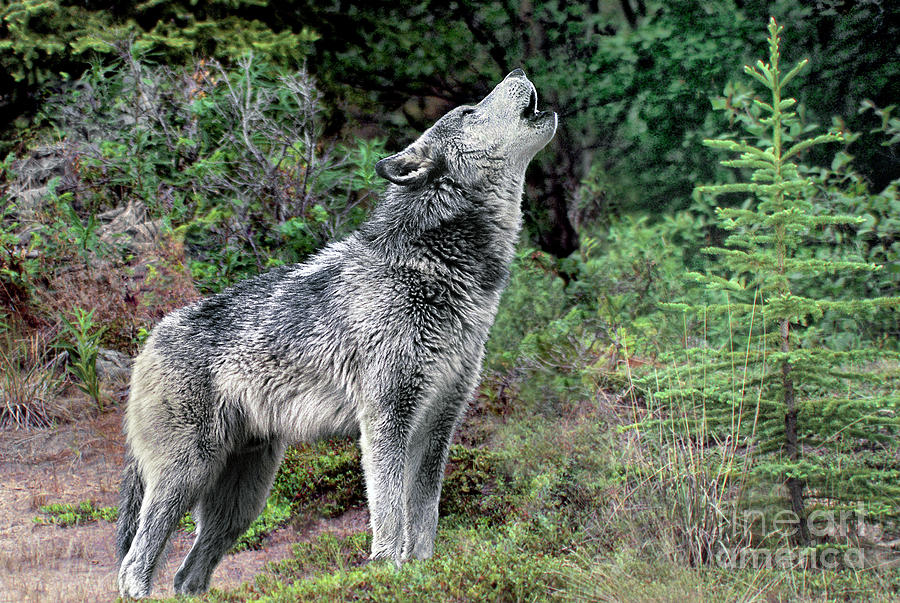 Gray Wolf Howling Endangered Species Wildlife Rescue Photograph by Dave Welling