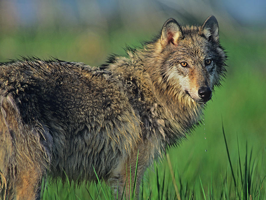 Gray wolf in marsh Photograph by Tim Fitzharris